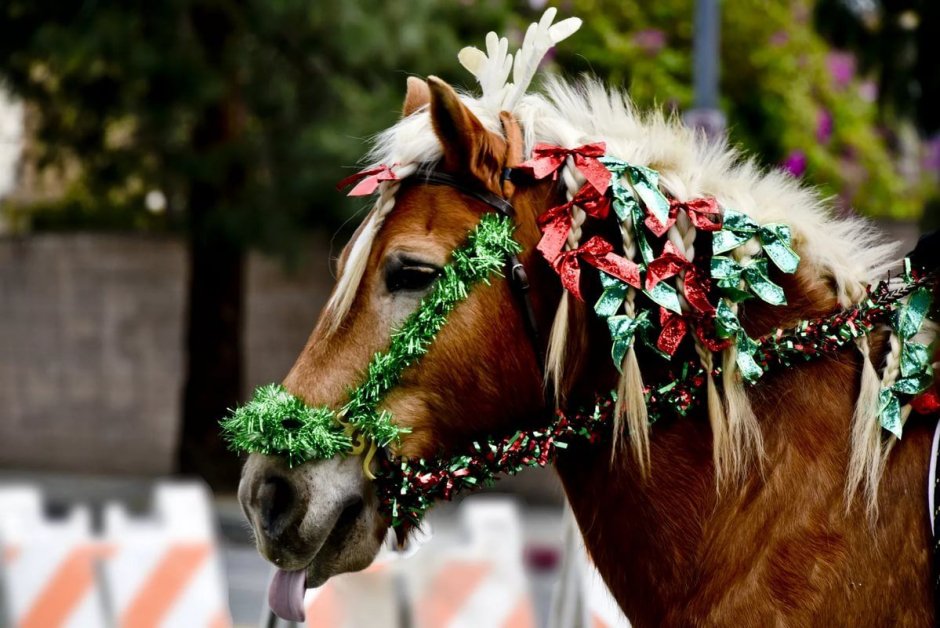 Лошадка в новогоднем венке