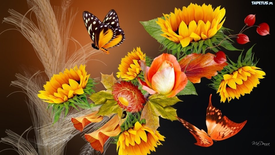 Бабочка на осеннем цветке