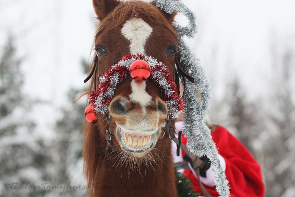 Лошадки с Рождеством