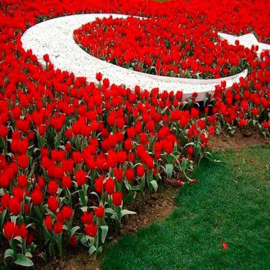 Тюльпановый сад в Турции