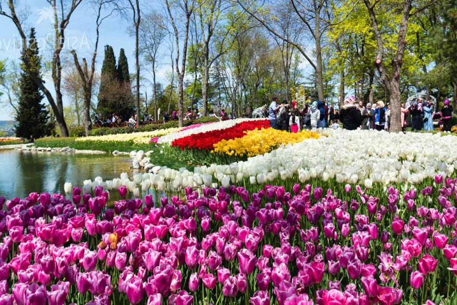 Эмирган парк Стамбул тюльпаны