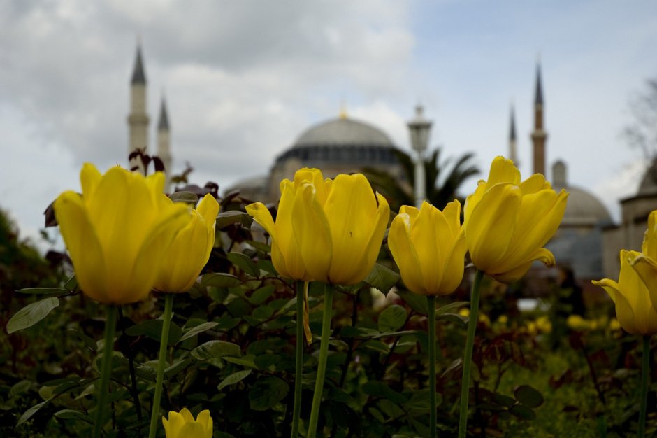 Мечеть тюльпан