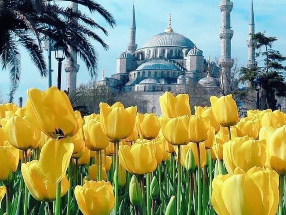 Эпоха тюльпанов в Турции