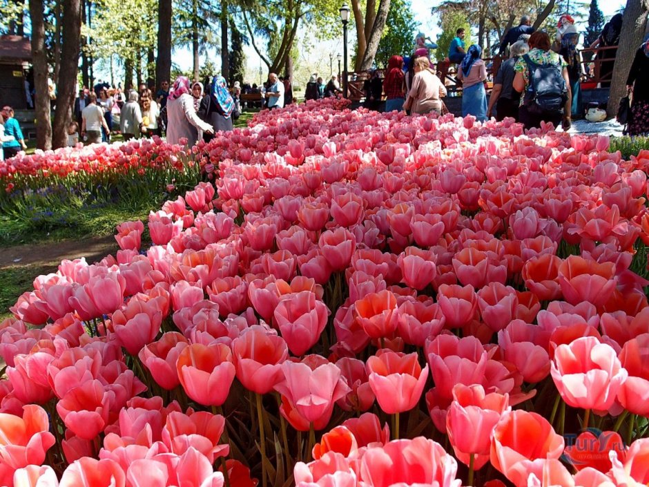 Фестиваль тюльпанов в Турции