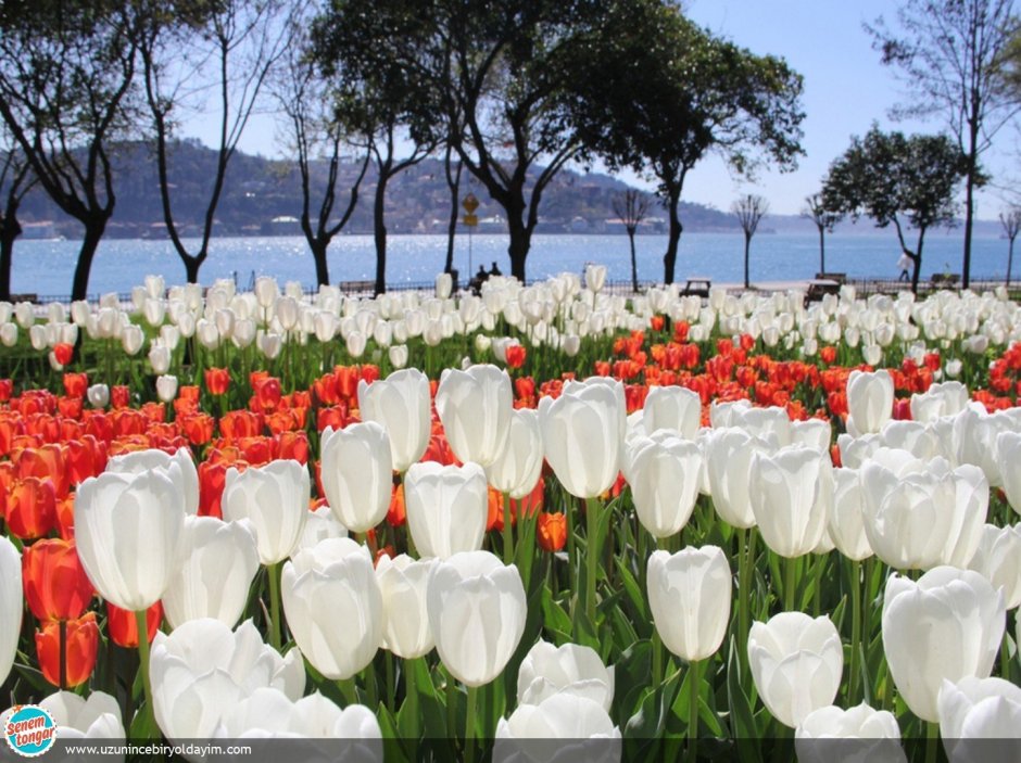 Фестиваль тюльпанов в Стамбуле парк Эмирган