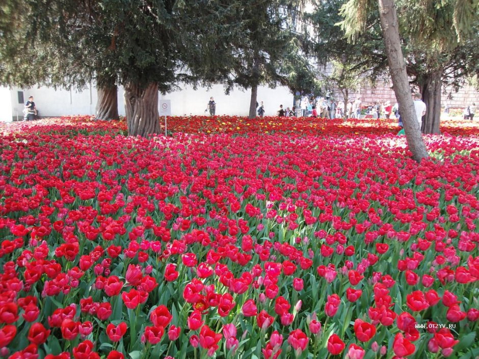 Фестиваль тюльпанов в Стамбуле Топкапы