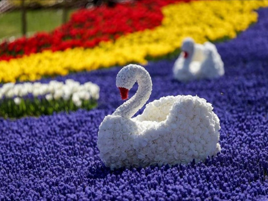 Фестиваль тюльпанов в Голландии лебеди из цветов