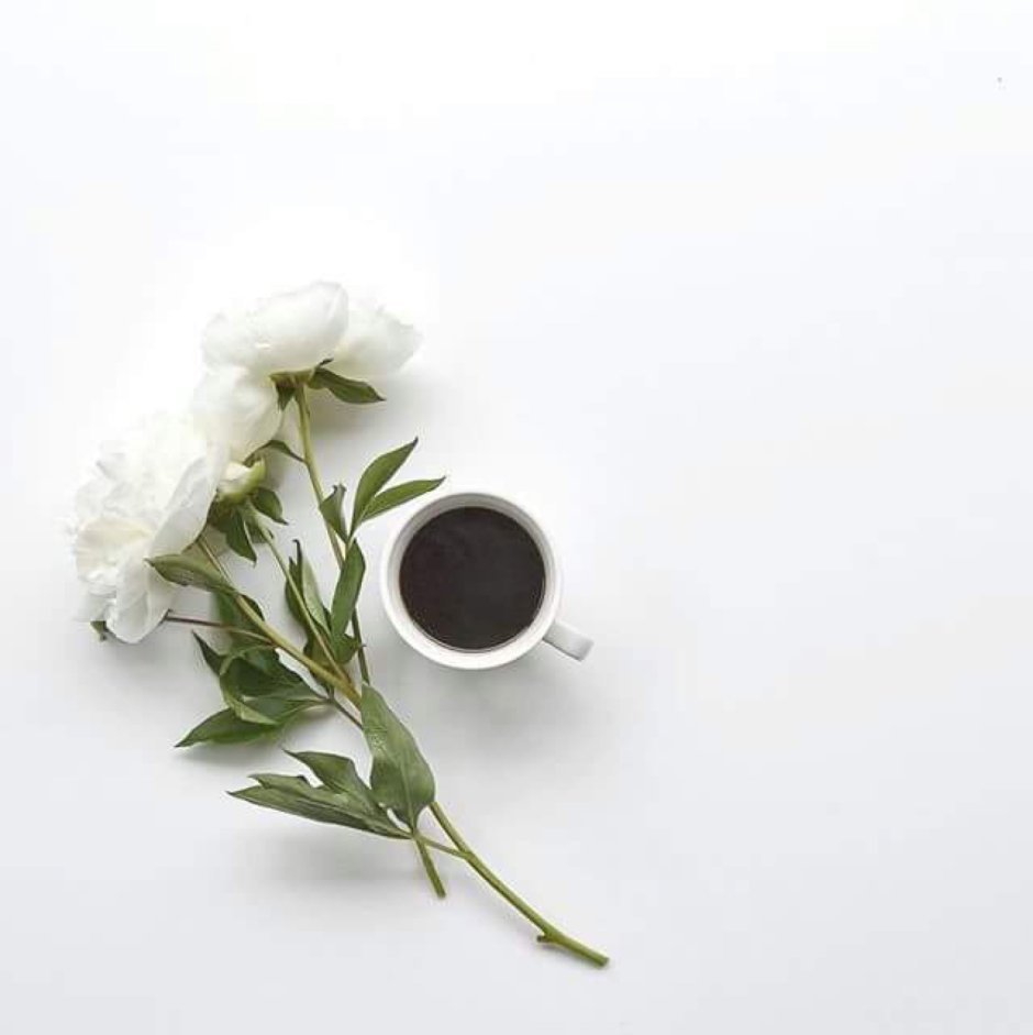 Кофе цветы Минимализм