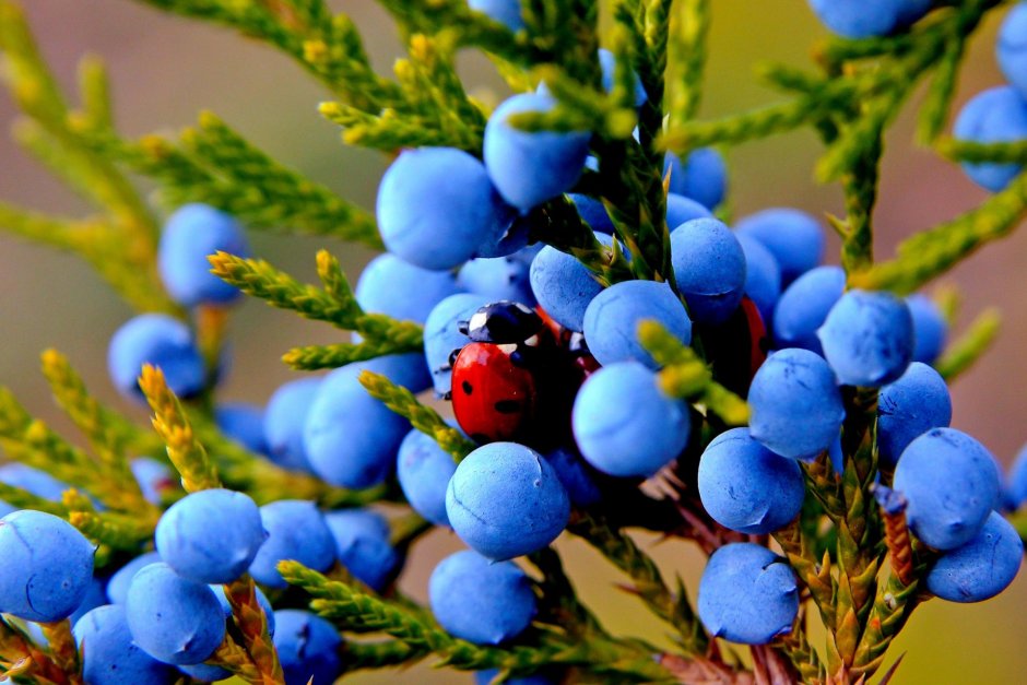 Можжевельник с синими ягодами