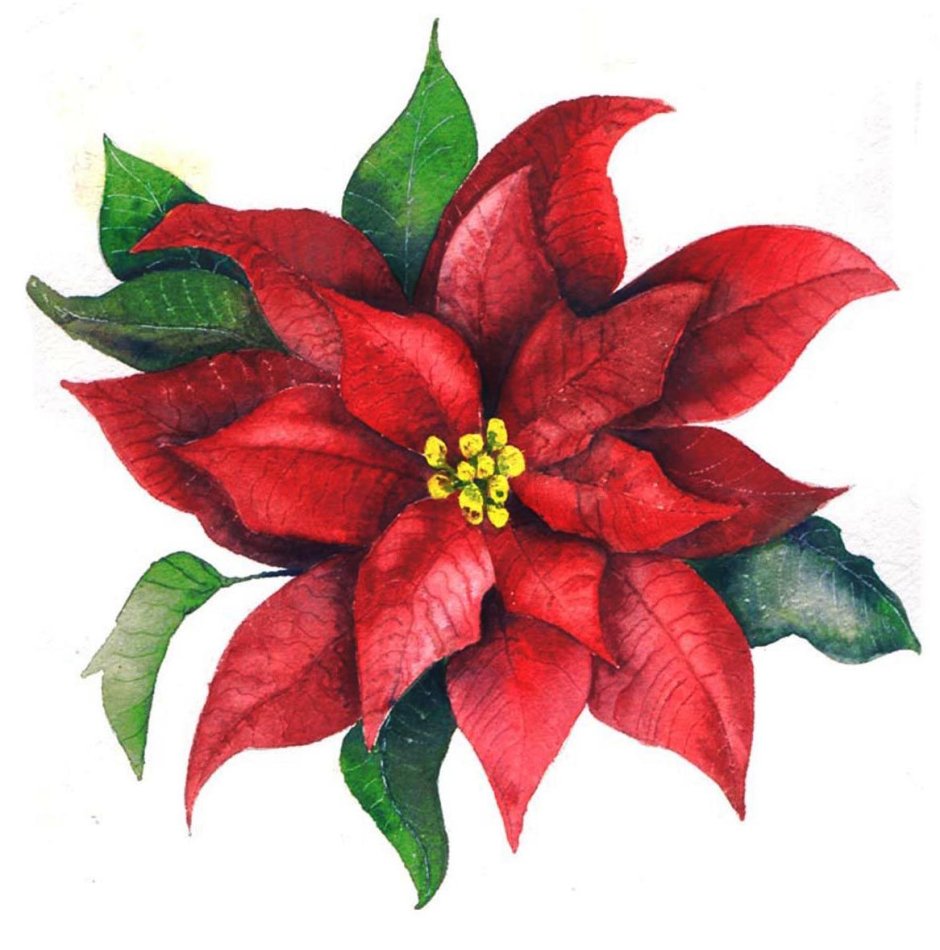 Пуансеттия Ботанический рисунок
