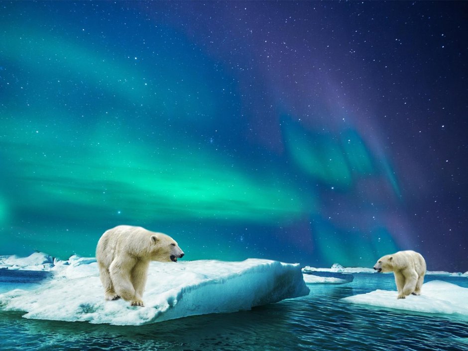 Северный полюс сияние белый медведь