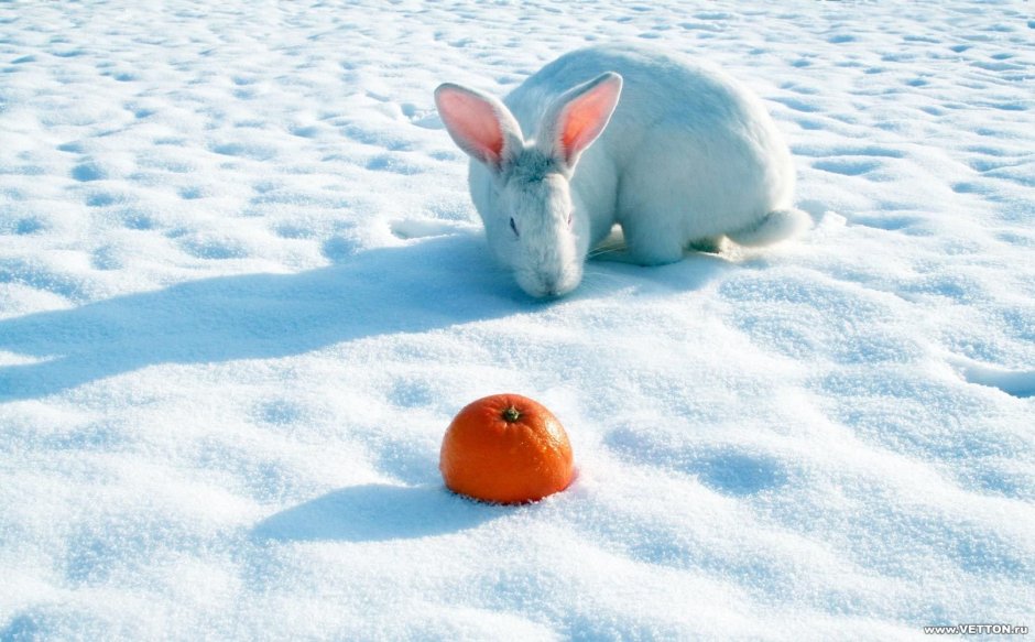 Кролик зима