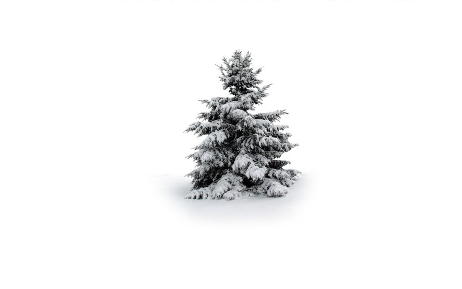 Зимняя елка на белом фоне