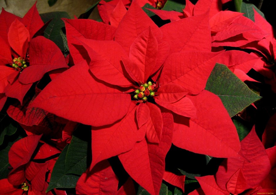 Рождественская звезда цветок Леруа Мерлен