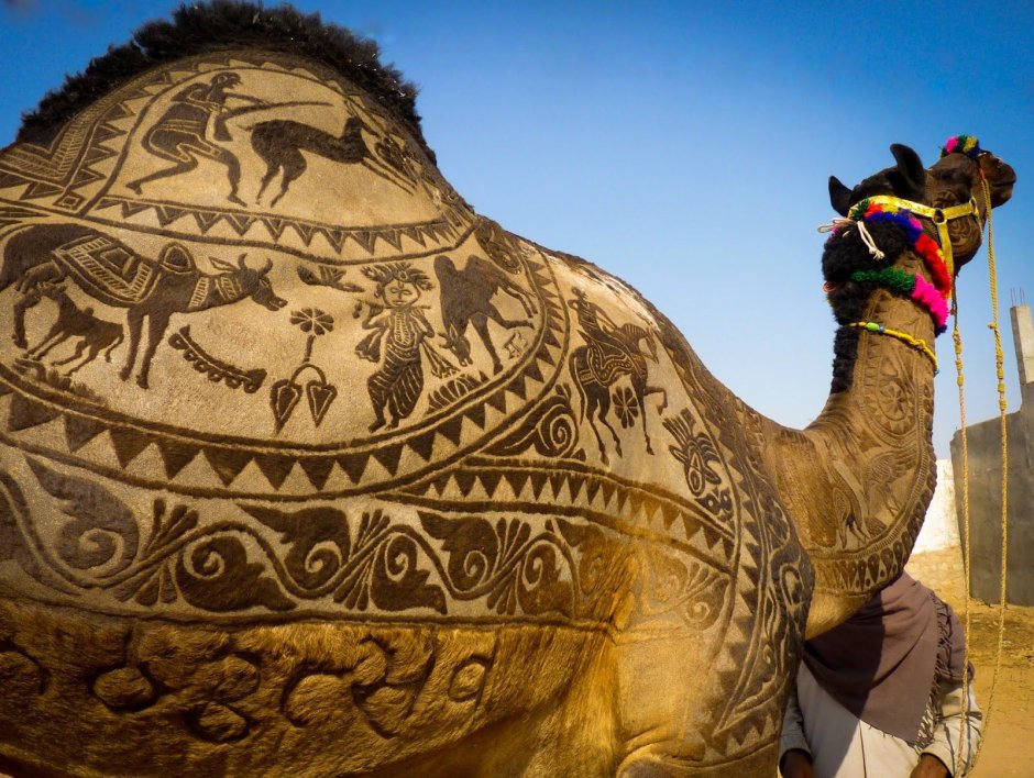 Фестиваль верблюдов в Индии