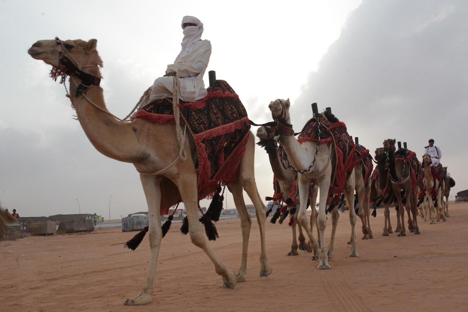 Саудовская Аравия верблюдоводство