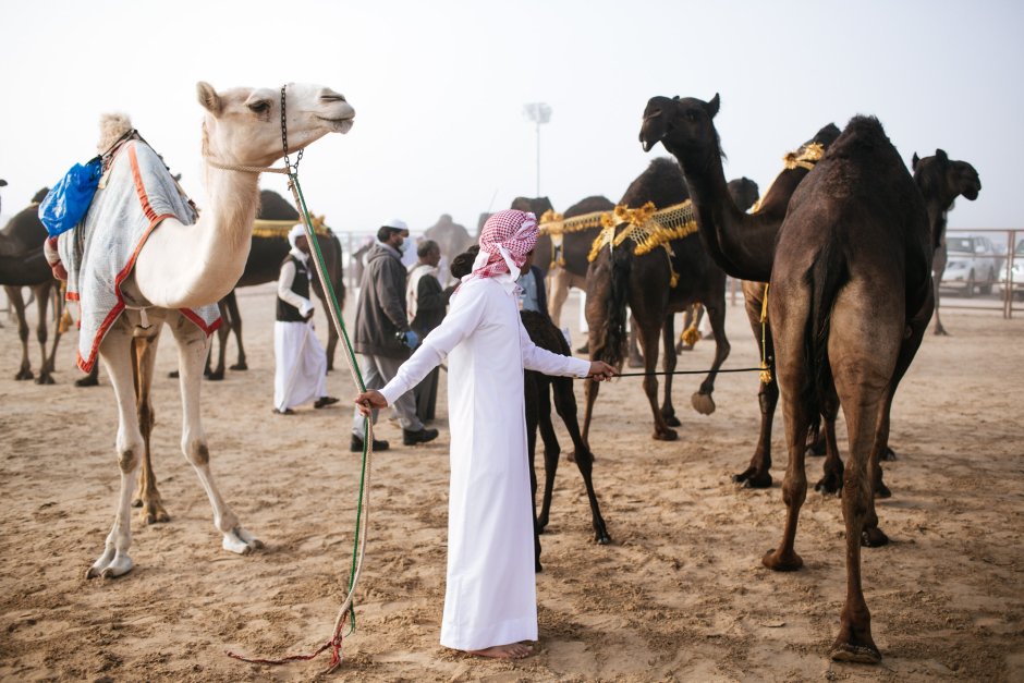 Верблюды на конкурс красоты Саудовской Аравии