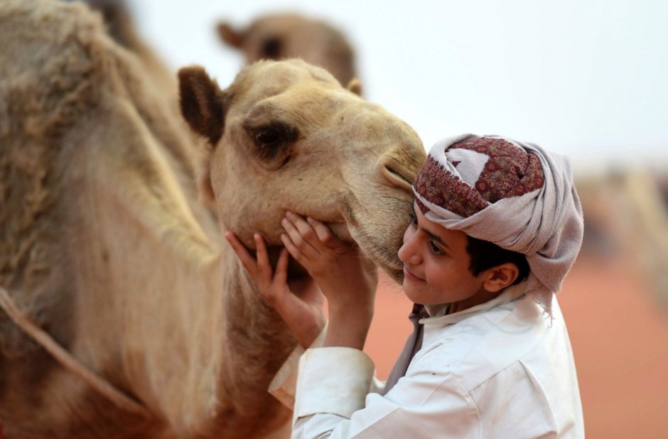 Верблюд фестиваль в Саудовской Аравии