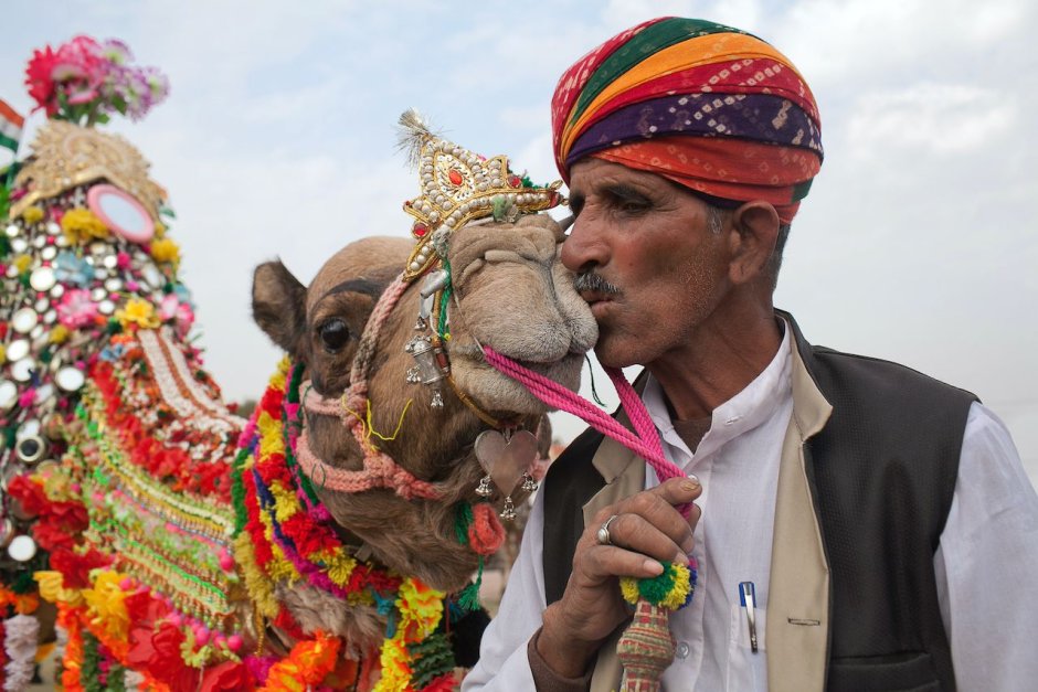 Верблюд фестиваль в Индии фестиваль