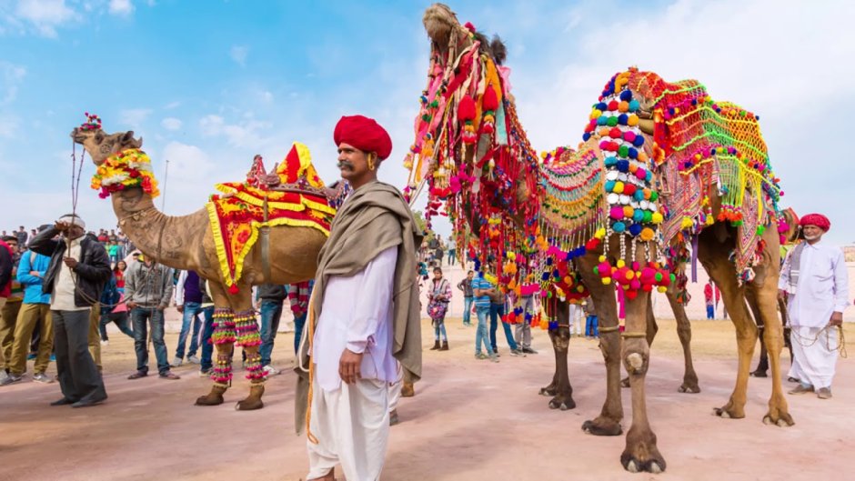 Раджастан Индия верблюд