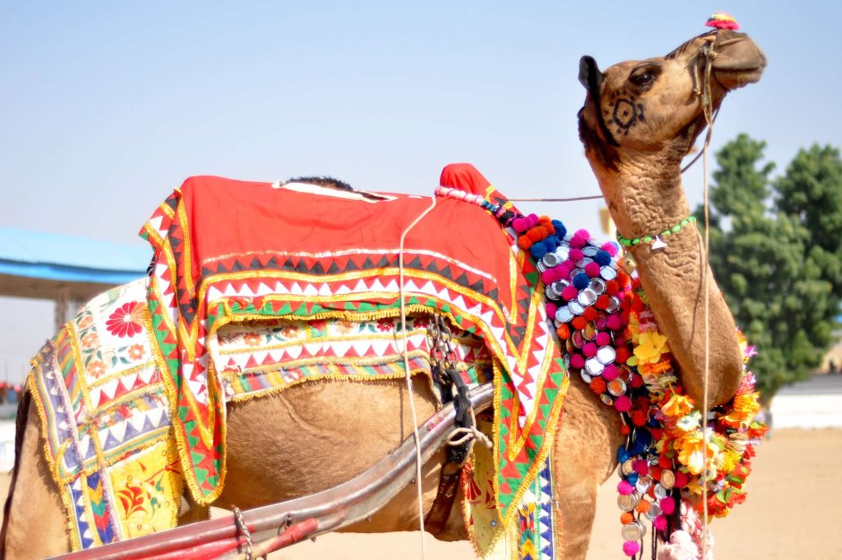 Конкурс красоты верблюдов в ОАЭ