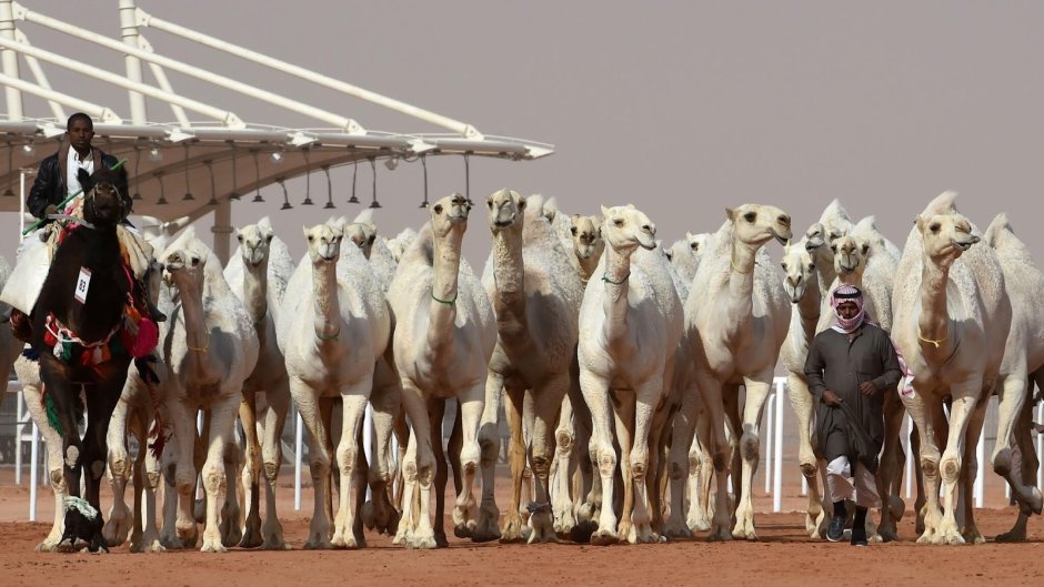 Фестиваль верблюдов в Саудовской Аравии