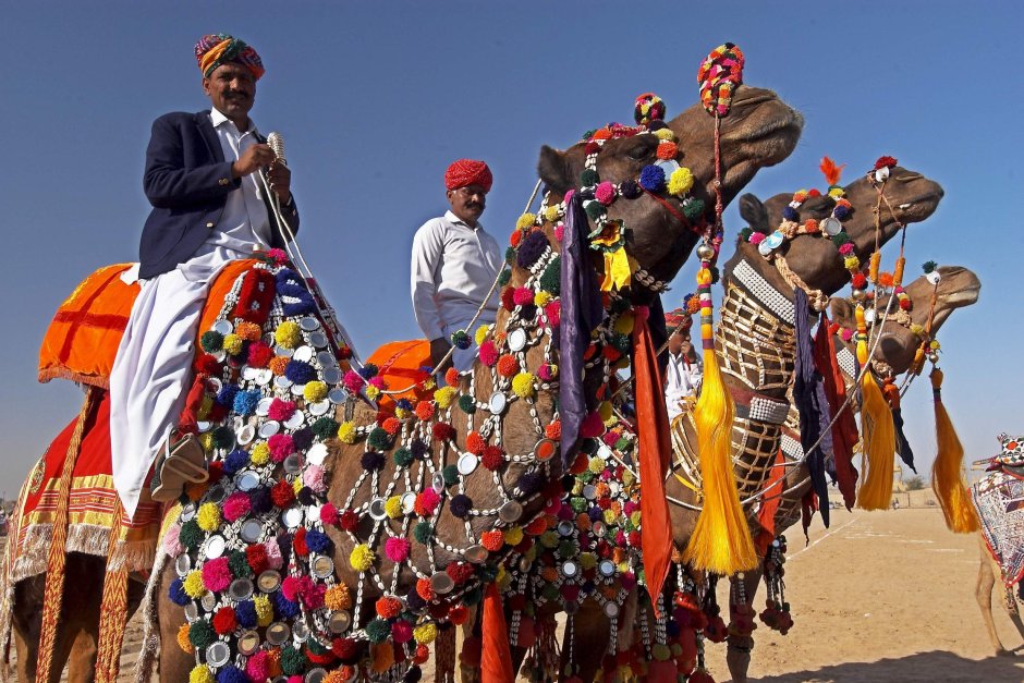 Фестиваль верблюдов в Индии