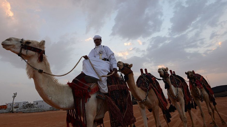 Саудовская Аравия верблюдоводство