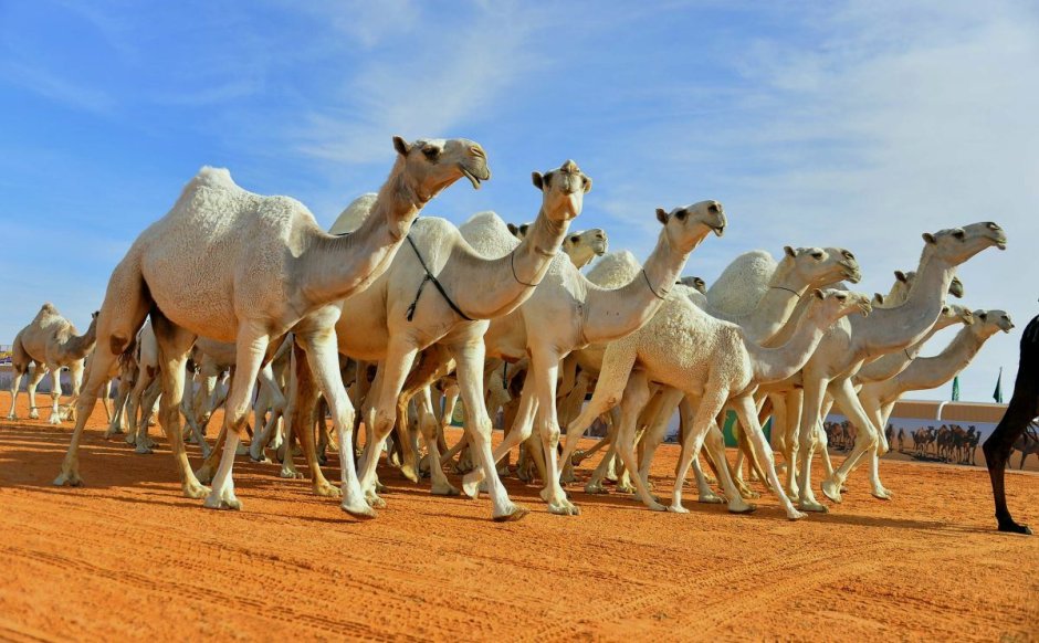 Скотоводство Саудовской Аравии