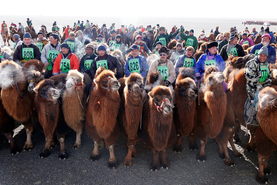 Фестиваль тысячи верблюдов в Монголии