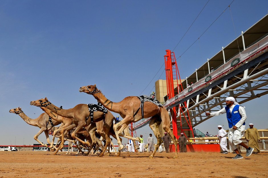 Верблюжьи бега в Саудовской Аравии