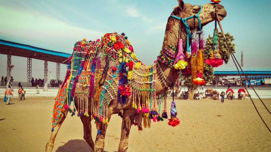 Pushkar Camel Fair Festival