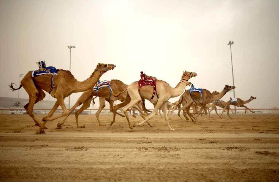Верблюжьи бега в Дубае