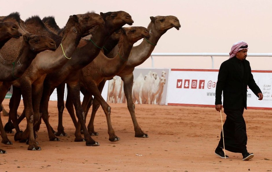 Верблюды на конкурс красоты Саудовской Аравии