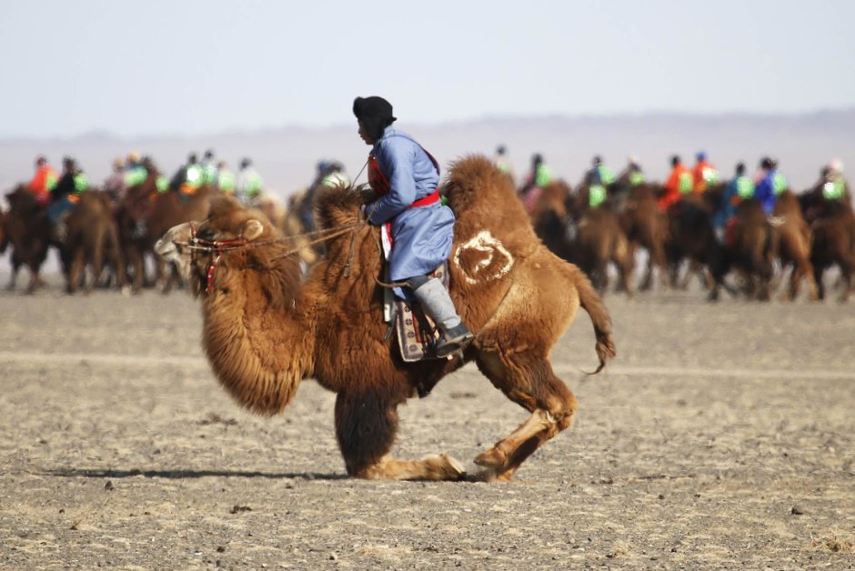 Пустыня Гоби гонки на верблюдах