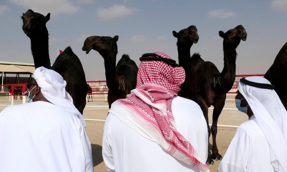 Конкурс красоты среди верблюдов в Саудовской
