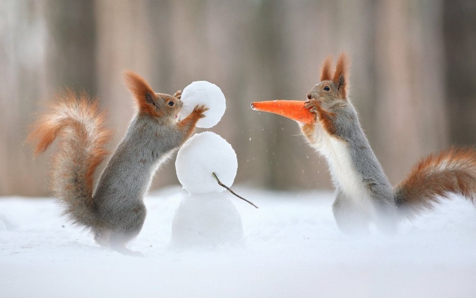 Забавные животные зимой
