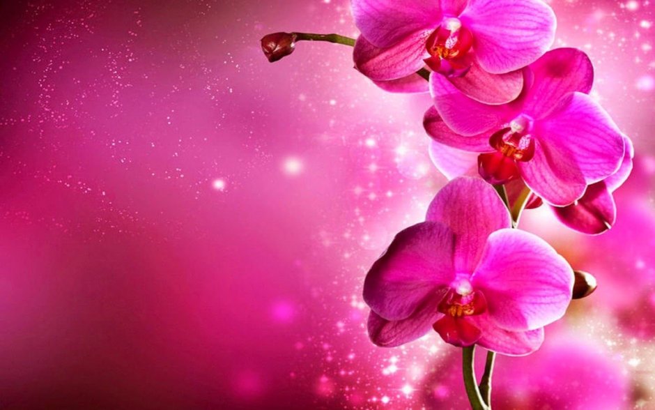 Красивый фон с орхидеями