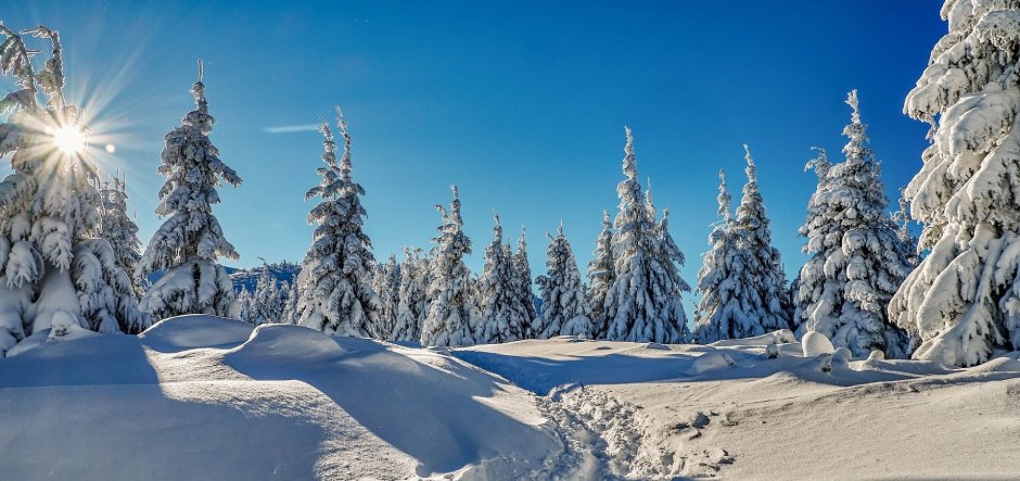 Панорама зимнего леса
