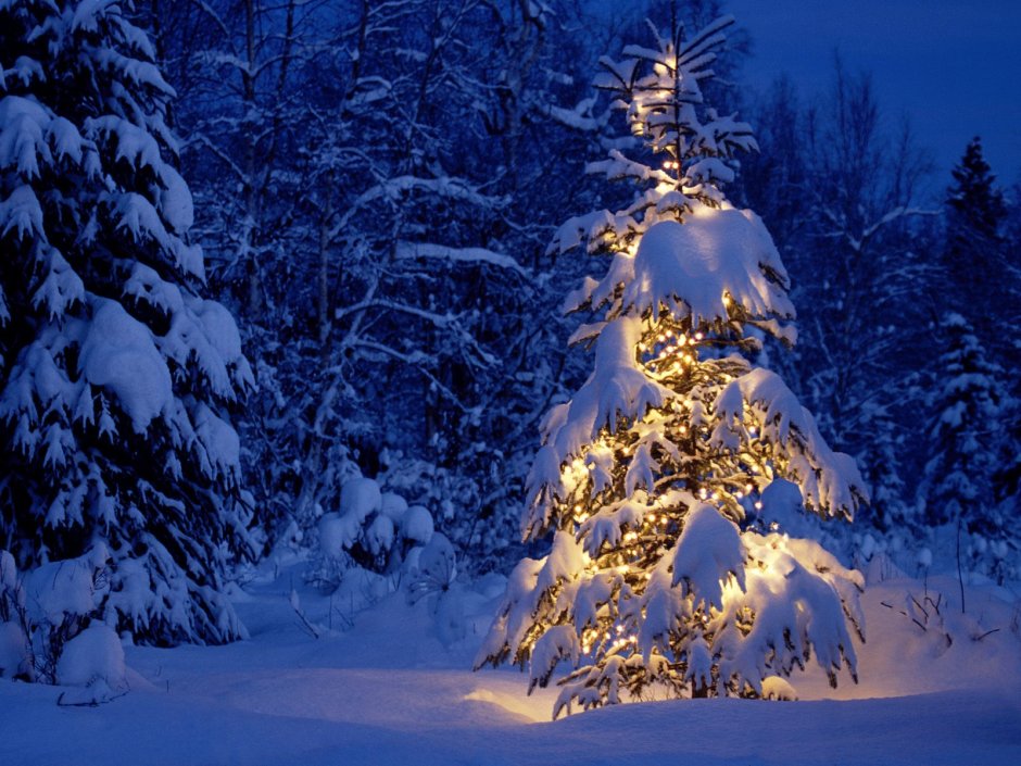 Новый год елка лес нарядная зима
