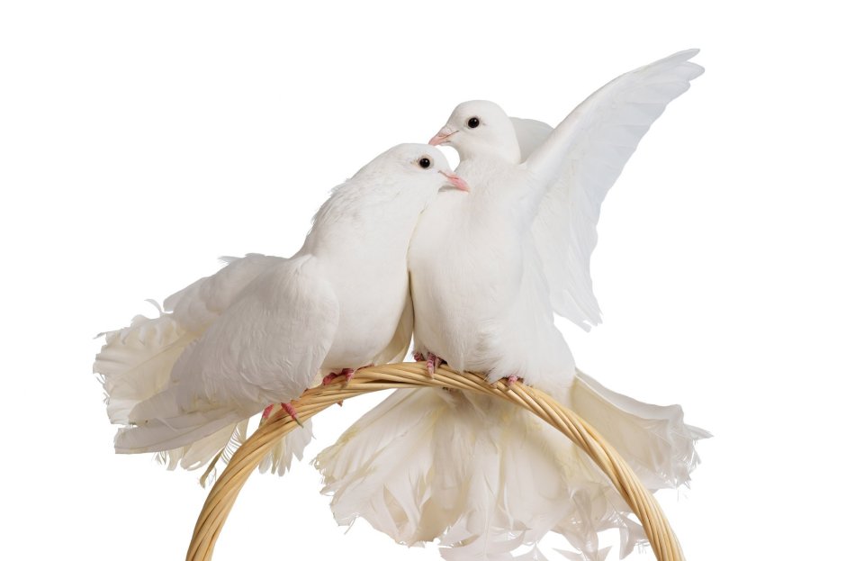 Свадебная рамка с голубями