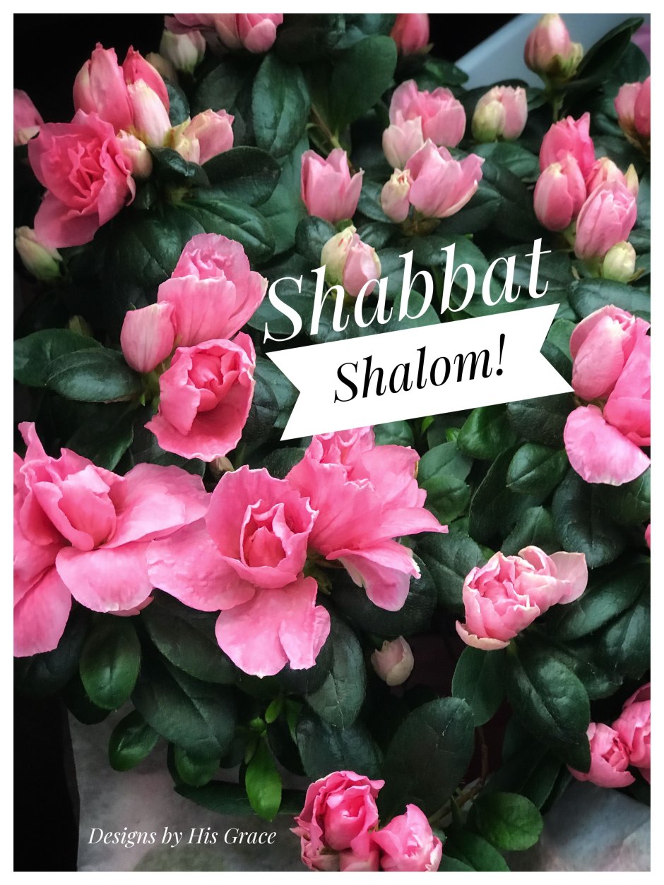 Цветы шабат Шалом