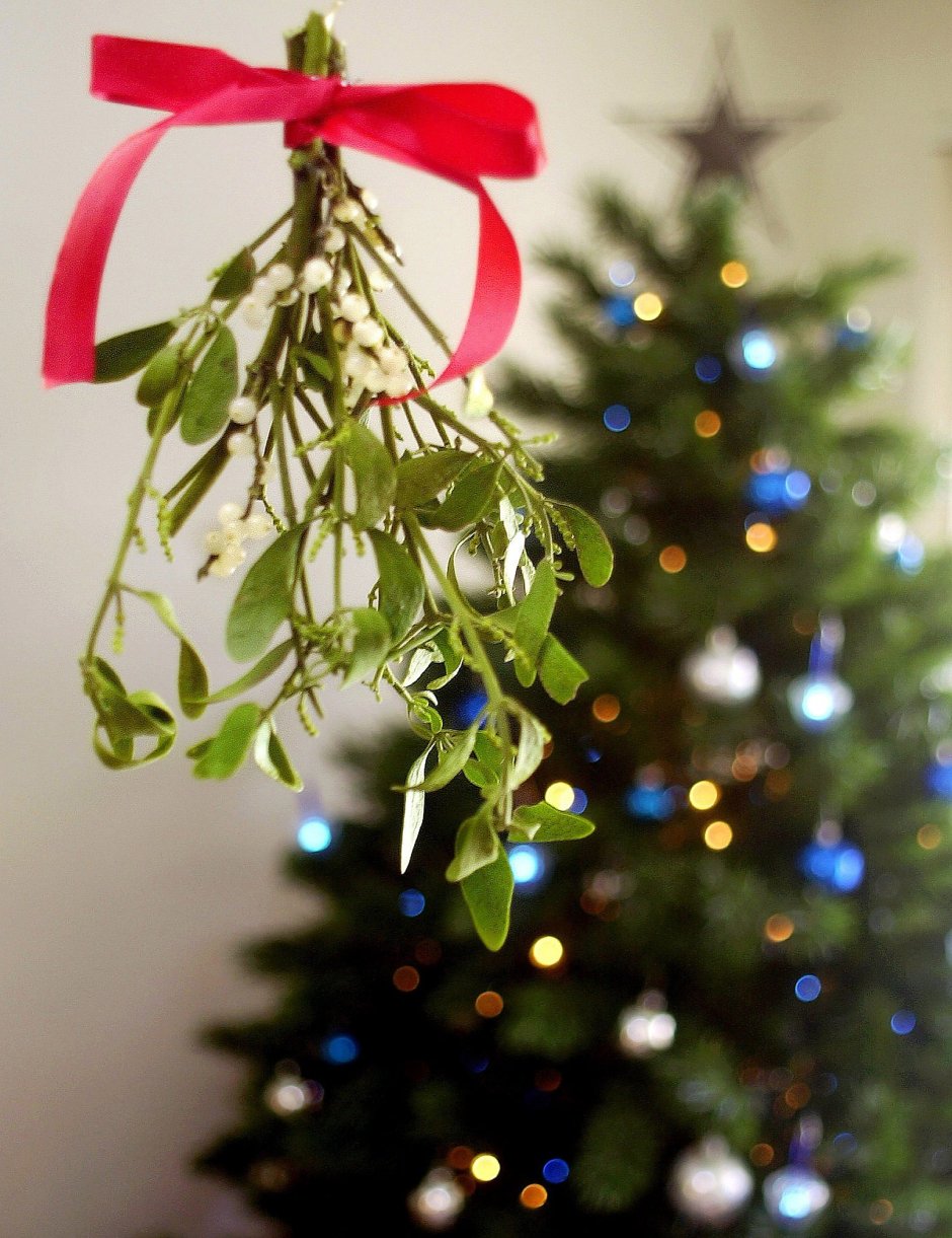 Mistletoe омела