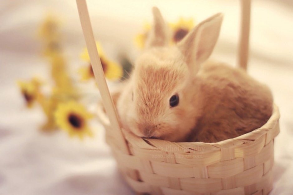 Крольчата в корзинке