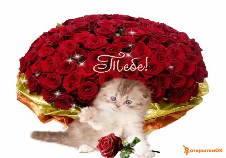 Кошка с букетом цветов открытка