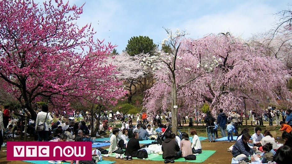 Япония Токио цветение Сакуры
