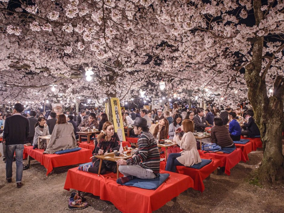 Ханами в Японии праздник цветения Сакуры