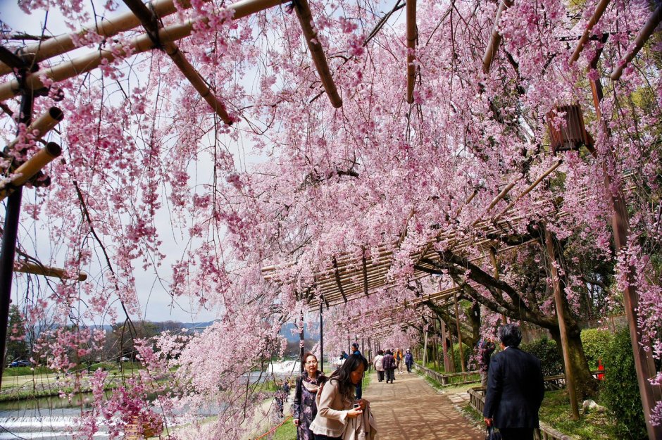 Ботанический сад Киото Япония