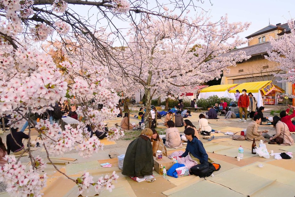 Цветение белой Сакуры в Японии