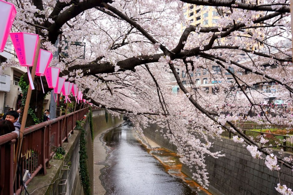Праздник цветения Сакуры в Японии